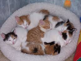 Japanese Bobtail Kittens Pictures All Things Cats Cute Cats Japanese Bobtail Cute Animals