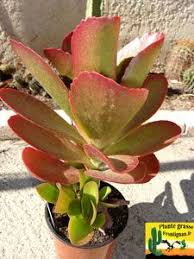 The Genus Kalanchoe Suculentas Cactos E Suculentas Jardinagem