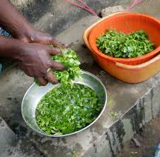 Here's how to mix the bitter leaf and make bitter leaf as a diabetes drug, bitter leaf approximately 5 grams of fresh leaves, pour 1 cup of hot water boil all ingredients with 3 cups water to boil. Steps And Guide To Cooking Bitter Leaf Soup Steemit