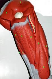 Related posts of diagram labelled of the hip muscles muscle anatomy labeled. Muscle Anatomy Labeled Anatomy Drawing Diagram