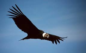 Birds Of Prey Animals List Colombia An Example To World Balances Conservation And Development Animals Wild Animals Wild Animals List