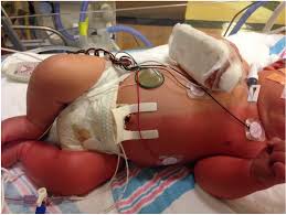 Image result for Harlequin Color Change