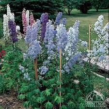 Delphinium Connecticut Yankee Delphinium Plants Perennials