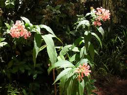 Image result for Cestrum × cultum