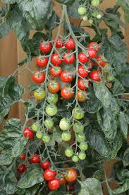 Hang this adorable bucket by your front door, on your balcony or even. Grow Tomatoes Eggplant In A Small Space Or Try The Hottest Peppers In The World Buffalo Niagaragardening Com