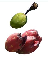 Dragon fruit is a herbal medicine known for antiseptic property used to treat skin diseases. File Saguaro Fruit Jpg Wikipedia