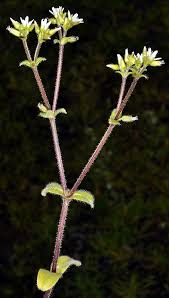 Image result for Cerastium indicum