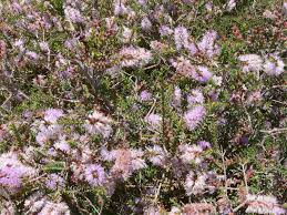 Image result for Melaleuca decussata