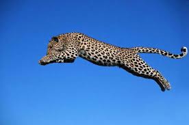 Tokeo la picha la chui persian leopard and snake
