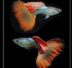 Pin By Neto On Animal References In 2020 Guppy Guppy Fish Aquarium Fish Tank