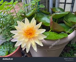 Image result for Nymphaea cf. mexicana