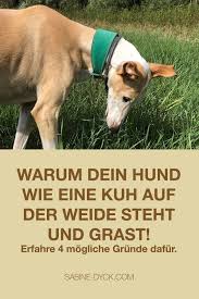 Warum Dein Hund Wie Eine Kuh Auf Der Weide Steht Und Grast Erfahre 4 Grunde Dafur Hunde Hundegesundheit Hunde Futter