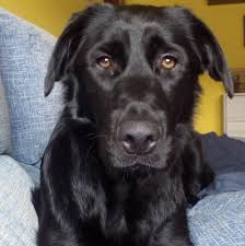 The black golden retriever is a creature similar to the loch ness monster and chupacabra. Black Golden Retriever Photos Facebook