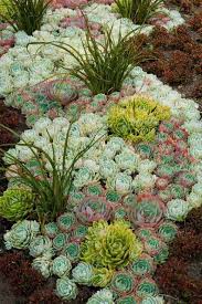 Outfitsite Com Current Outfits Trends Sukkulenten Garten Mediteraner Garten