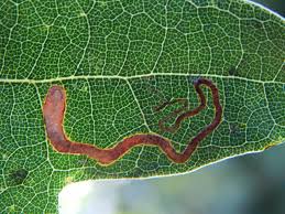 Image result for Stigmella basiguttella
