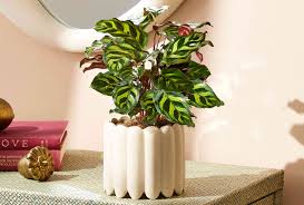 Image result for Calathea