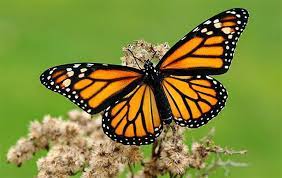 Pin On Mariposa Monarca