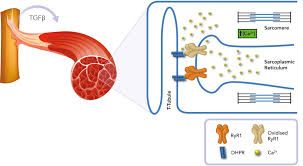 Cancer is a cardinal modality sign, which means cancers like to initiate, create, and innovate. Muscle And Bone New Treatments For Cancer Induced Muscle Weakness