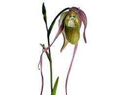 Image result for Diplazium cyamudongoense