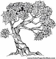 It is a source of food and medicine in tropical africa. Pin On Crafts Color Pages