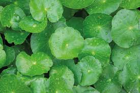 Image result for Centella