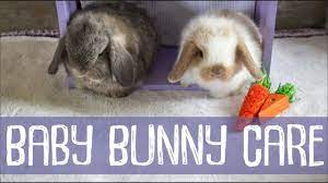 Bunny Update 4 Weeks Old Baby Bunny Care Youtube