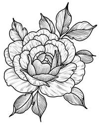 画 黑 白 插画 花 flower art drawing floral drawing art drawings sketches