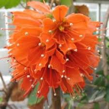 Image result for Greyiaceae