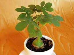Image result for Adenia glauca