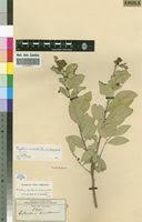 Image result for Maytenus undata