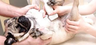 Pug Kisirlastirmasi Hakkinda Bilmeniz Gerekenler