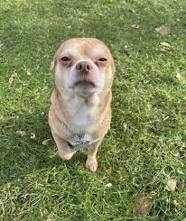 Check spelling or type a new query. Prancer The Best Pet Adoption Request Ever Tapinto