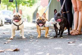 French bulldog information, how long do they live, height and weight, do they shed, personality traits, how much do they cost, common health because of their adorable, smart and cute demeanor, the french bulldog stood fourth in respect to popularity in the u.k. Why French Bulldogs And Dachshunds Are On Trend Abc News Australian Broadcasting Corporation