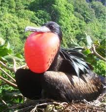 Dangerous Animal Attacks 10 Top Unique Birds In The World Rare Birds Frigatebird Rare Animals