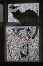 Bird Garden Design 101 The Cashmere Cottage Crazy Cats Cat Window Cool Cats