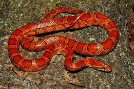Corn Snake Aka Red Rat Snake Corn Snake Pet Snake Snake