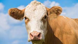 How Much Milk Does A Cow Produce In Its Lifetime