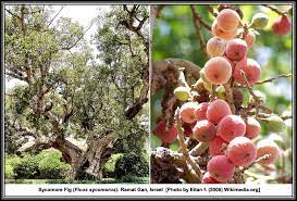 Other nurseries are government institutional nurseries which include kenya agricultural research institute (kari), kerio valley development authority (kvda), tana and athi river development. Figs Of The Holy Land