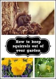 How can i keep squirrels away from my garden. How To Keep Squirrels Out Of Your Garden