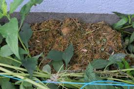 Wir Haben Ein Igelnest Im Garten Wie Sollen Wir Damit Umgehen Tiere Tierhaltung Igel