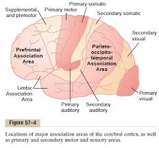 The axons (as afferent nerve fibers) of sensory neurons connect with, or respond to, various receptor cells. Functions Of Specific Cortical Areas