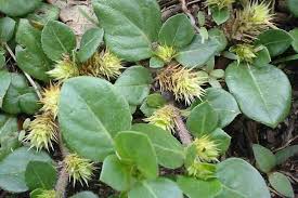 Image result for Alternanthera pungens
