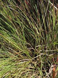 Image result for Scleria foliosa