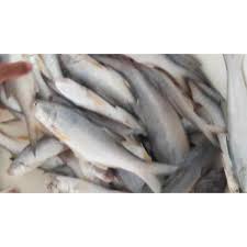 Resep rahasia umpan dan cara mancing ikan senangin(kuro). Jual Ikan Senangin Karunia Abadi Semesta