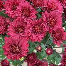 Amazon Com Pchr Burgundy Chrysanthemum Seed Mum Royalty Flowering Plants Patio Lawn Chrysanthemum Seeds Planting Flowers Sweet Pea Seeds