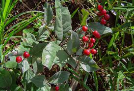Image result for Psorospermum febrifugum