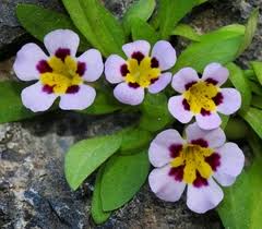 Image result for Phrymaceae