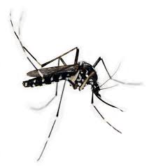 Dit moet je erover weten. Insecten