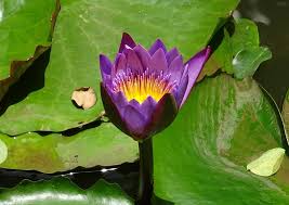 Image result for Nymphaea maculata