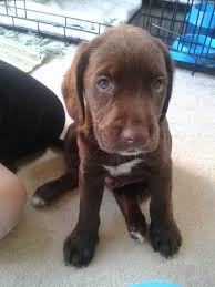 Springer Lab Mix Labradinger Labradoodle Miniature Your Dog Labradoodle